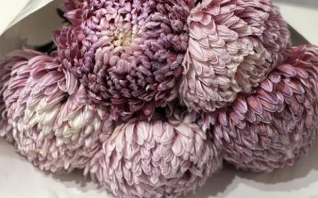 Same Day Flower Delivery St Kilda for Every Season and Style