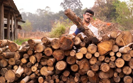 Jarrah Firewood: Perth's Premium Choice for Cosy Nights In