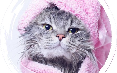 Why Choosing the Right Grooming Station Matters for Your Pet in San Diego