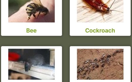 Pest Control Armadale: Your Local Shield Against Unwanted Pests