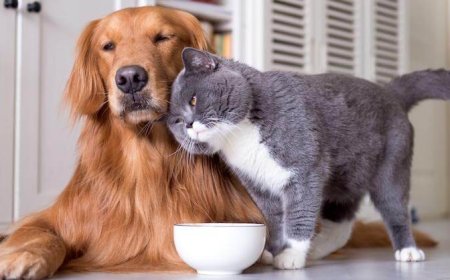 Tips for Introducing a New Pet to Your Household